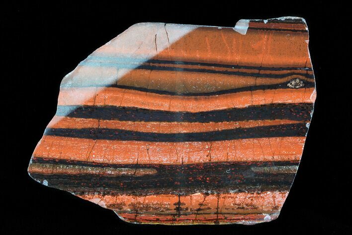 Polished Tiger Iron Stromatolite - ( Billion Years) #75824